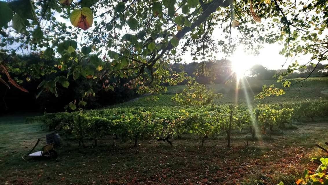 Chateau Regaldo-Saint Blancard Sallebœuf Kültér fotó